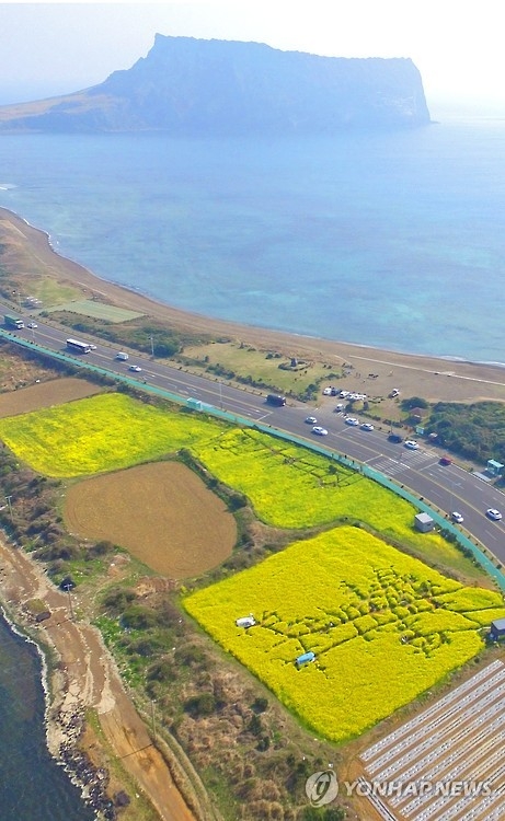 This aerial photo taken March 23, 2016, shows a field of rape blossoms in the city of Seogwipo on South Korea's largest resort island of Jeju. Behind it lies Seongsan Sunrise Peak, which was designated as a global geopark by UNESCO's Global Geopark Network in 2010. (Yonhap)