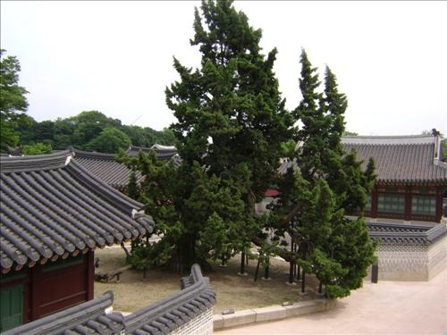 태풍에 부러진 창덕궁 향나무, 종묘에 사용 - 3