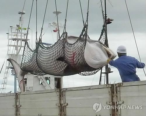 국제 反포경단체 "일본, 고래잡이 중단해야" 맞소송 - 2
