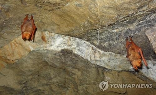 '황금박쥐 마을' 진천 금암리 경관 좋아진다 - 2