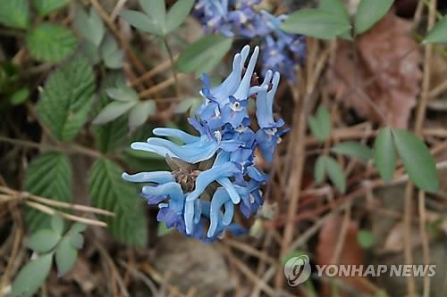 길 가다 궁금한 꽃 이름 인터넷에서 알려드려요 - 2