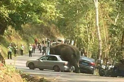 실연한 코끼리, 자동차에 화풀이…차량 15대 파손 - 2