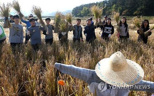 가뭄 시달린 강화도…올해 농사는 풍년일까 - 2
