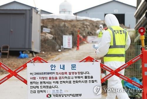오리 1만1천여마리 살처분…AI 발생 이천시 확산 저지 총력 - 2