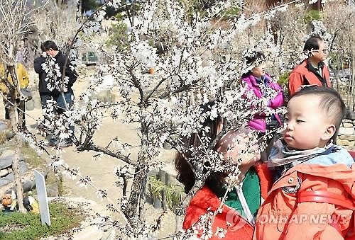 '봄내음 물씬'…봄꽃 축제·유원지 행락객 '물결' - 3