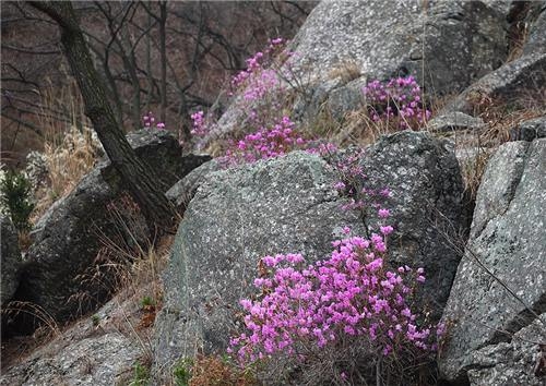 <주말 N 여행> 능수매 늘어진 느랭이골의 봄…광양 여행 - 2