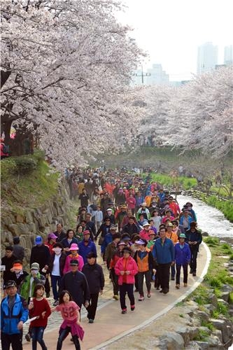 울산 무거천서 '궁거랑 벚꽃 한마당' 개최 - 2