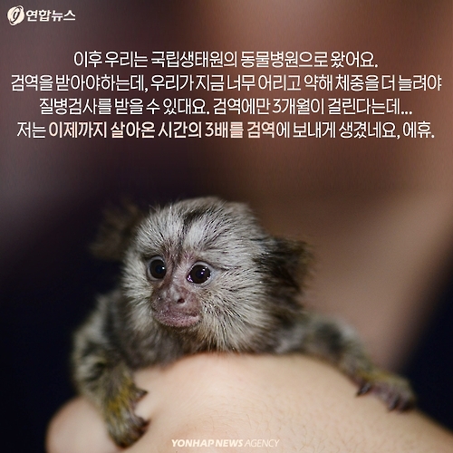 <카드뉴스> 밀매직전 구출된 아기 원숭이 이야기 - 10