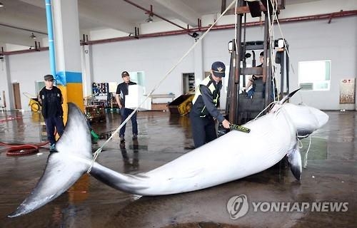 밍크고래 불법 포획·유통 일당 검거…4명 구속 - 2