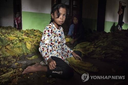 "당신이 피우는 담배, 중독 무릅쓴 아동노동 대가일 수도" - 3