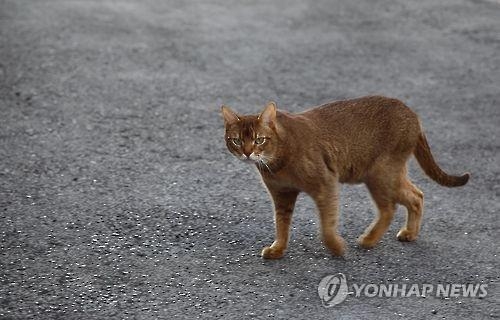 버려지는 고양이 매년 2만∼3만마리…길고양이 100만마리로 - 2