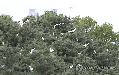서원대 "백로떼 서식지 보호가 우선" - 2