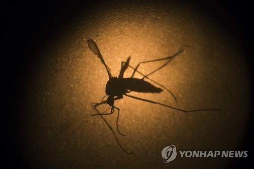 '올림픽 해도 되나' WHO, 지카 바이러스 위험성 평가 - 2