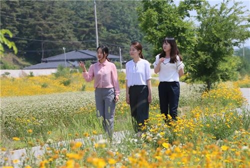 <카메라뉴스> 서안동대교 밑 금계국과 메밀의 조화 - 2