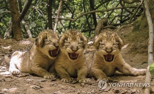 인도 "야생 살인 사자를 잡아라"…18마리 포획·조사 - 3