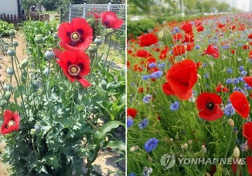 '마약 양귀비' 꽃길 조성 황당한 안동시 선처…봐주기 논란(종합2보) - 2