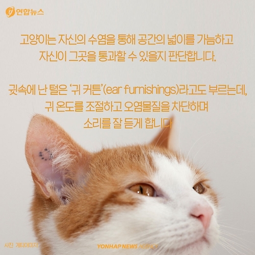 <카드뉴스> 고양이에 대해 모르고 있던 사실 '7가지' - 4