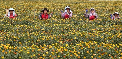 "홍화, 항암제 부작용 완화"…산청 항노화산업 탄력 - 2
