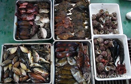 제주 바다생물 "너무 추워 못살겠어요"…2년새 수온 1도 급락(종합) - 3