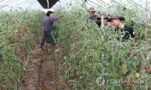 농식품부, 장마철 채소류 수급 안정대책 추진 - 2