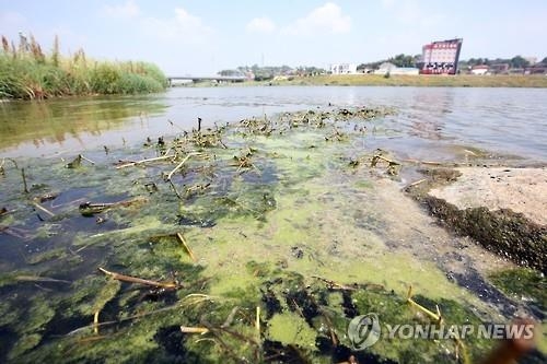폭염 광주·전남 어류·가축 폐사 확산…녹조·적조도 기승 - 3