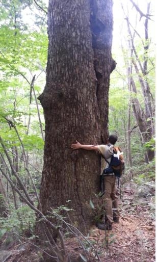 전나무
흉고직경(DBH값) - 145.6cm
(가슴높이 둘레 - 4m57cm)