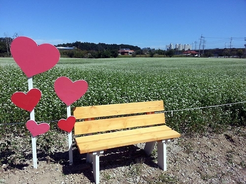메밀꽃 만개한 한탄강변
