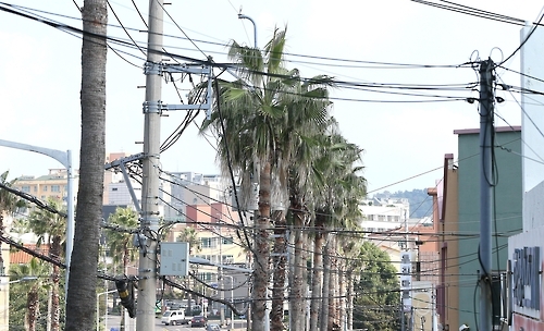 전깃줄과 어지럽게 얽힌 야자수