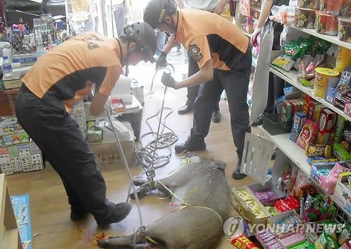 멧돼지 포획