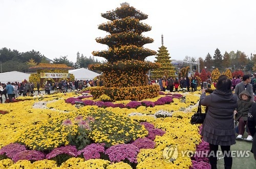 지난해 천만송이국화축제 모습