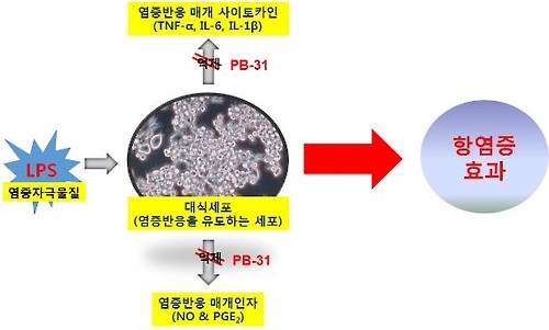항염, 항산화 및 주름개선 시험결과
