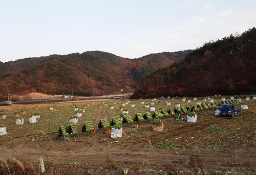 시래기 덕장