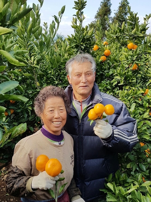 욕지도 감귤재배농 조두제 씨 부부