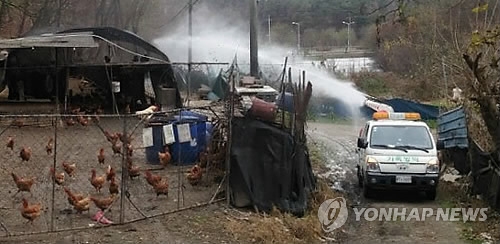 기세 안 꺾이는 AI…경기 이천 의심신고·전남 강진 철새 감염 - 1