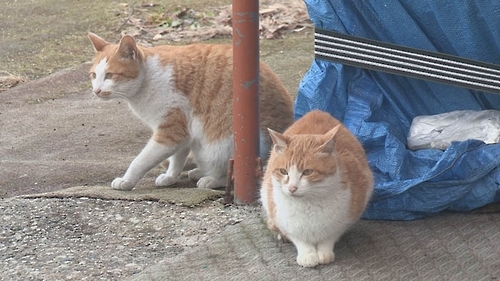 고양이 AI에 감염되면…침 흘리고 밥 안 먹는다 - 1