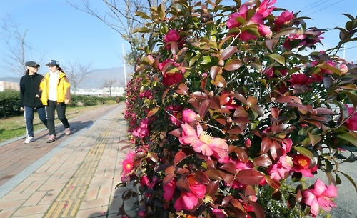 화사한 동백꽃 길 따라 산책