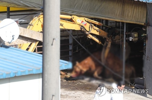 매몰하려고 살처분 한 한우