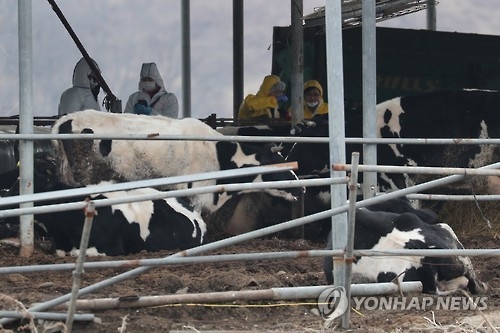 수도권 첫 구제역 신고