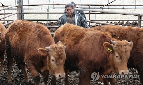 보은 한우농장 구제역 의심신고 간이검사 '양성' - 1