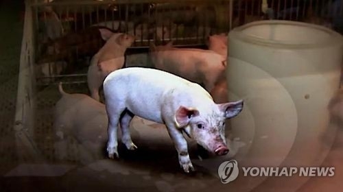 전국 구제역 양성 9건으로 늘어…돼지로 전염 차단 '비상'(종합) - 2