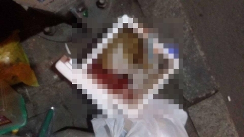 고양이 사체 사진