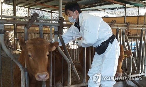 구제역 백신 접종.