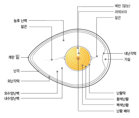 '계란대란'의 파급력…올해들어 외국산 계란 1천300t 수입 - 2