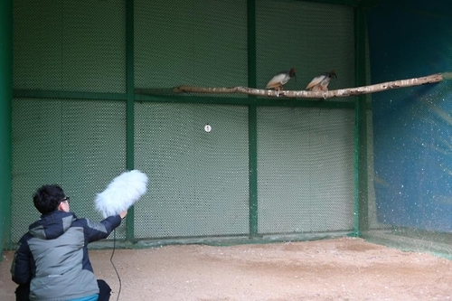 따오기 울음소리 분석합니다