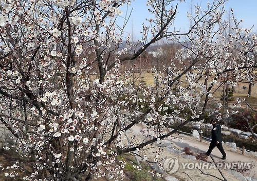 봄의 전령 매화