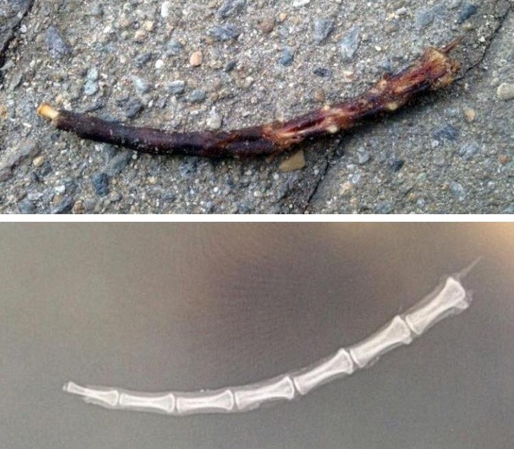 길고양이의 불탄 꼬리뼈(위)와 엑스레이 사진(아래)
