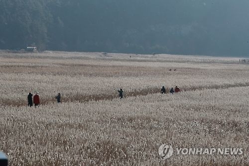 복원된 순천만 갯벌의 갈대숲