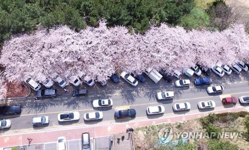 해운대 벚꽃 만개…차량 정체