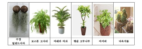 미세먼지 잡는 '보스턴 고사리' 저렴하게 사가세요 - 1