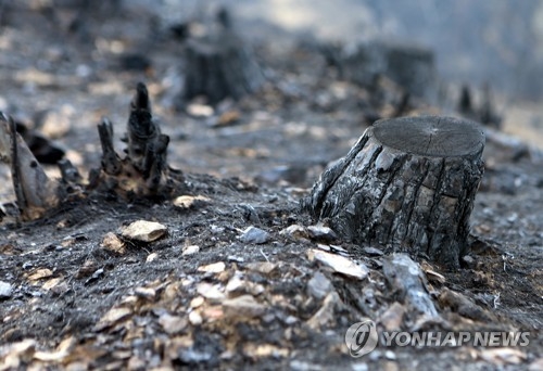 삼척 점리 산불 피해지[연합뉴스 자료사진]